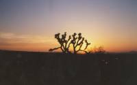 Joshua Trees